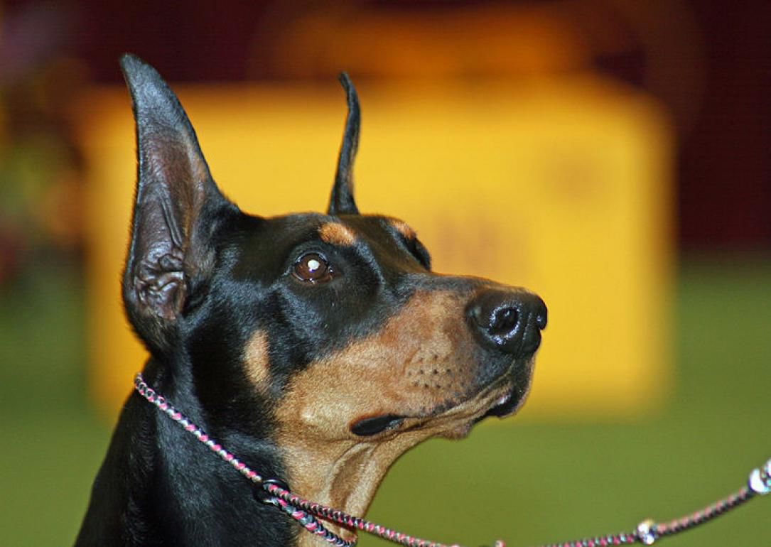 #32. Manchester terrier (standard, toy)